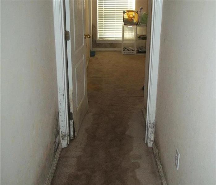 hallway showing water stains on carpet and mold growing on baseboards and drywall 
